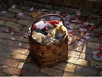 《影子武士3》官方第三部实机预告公布 3月1日推出